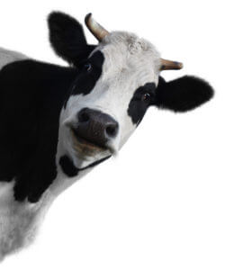 Cow Appreciation Day