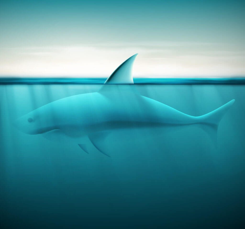 Google algorithm like a shark