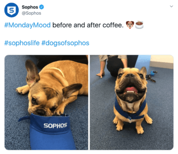 sophos b2b brand tweets a french bulldog with branded gear