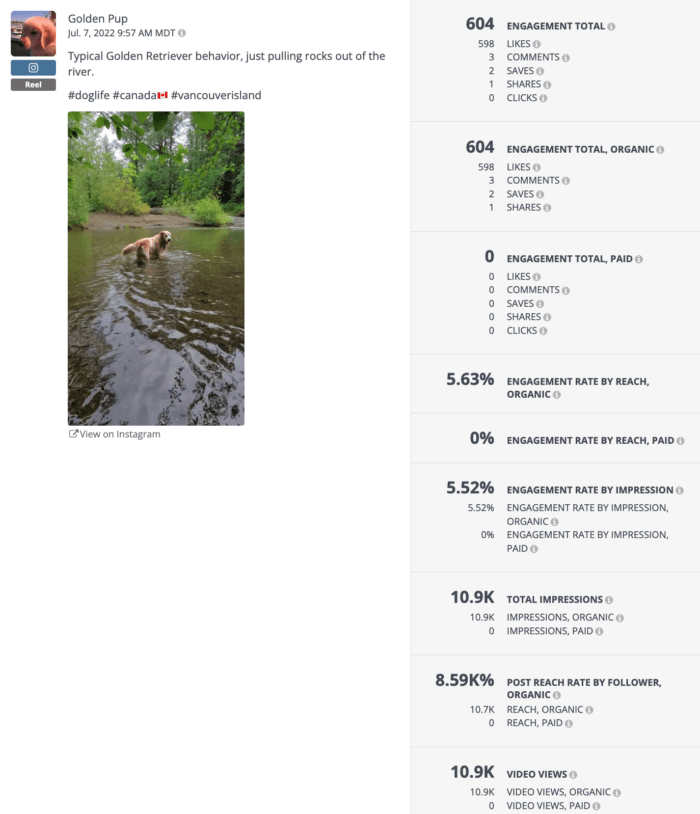 Screenshot from Rival IQ featuring an Instagram Reel of a golden retriver and associated metrics