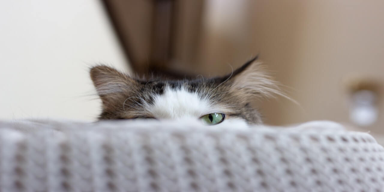 Why and How to Set Alerts on Your Competitors' Social Media